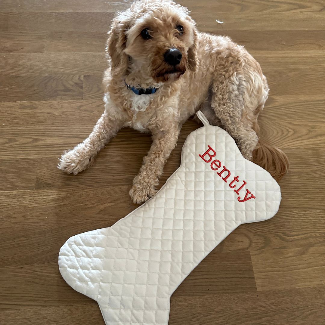 image of a small dog next to a cream quilted Christmas stocking in the shape of a dog bone with embroidered name Bently in red near the top of the stocking